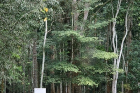 foret-ghana.jpg