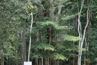 foret-ghana.jpg