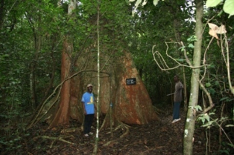 marquage_grume_moussa.JPG