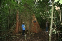 marquage_grume_moussa.JPG