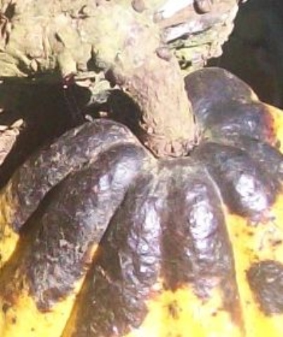 mirrides-cacao.jpg