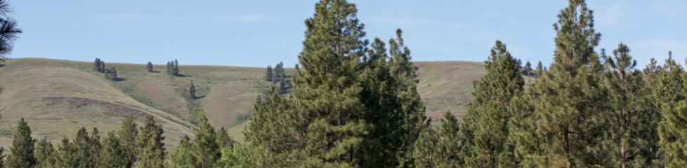 arbre1