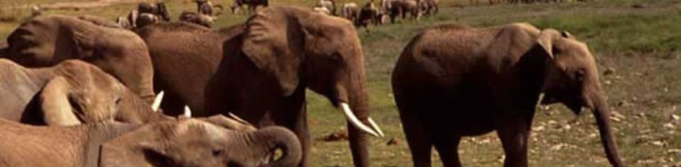 elephant