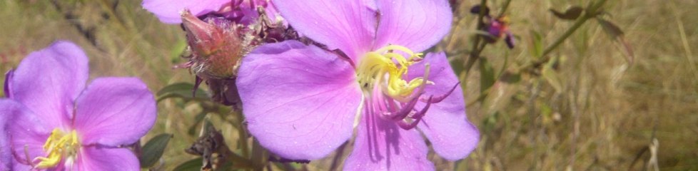 fleure-violette