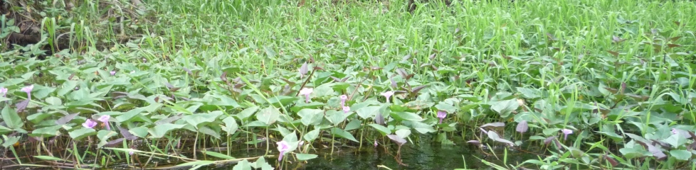 mangrove1