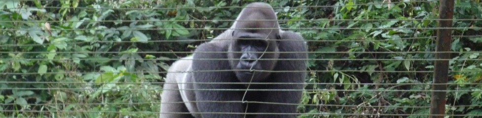 singe1