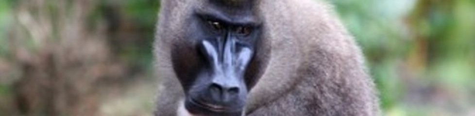 singe2