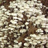 Champignons comestibles développés spontanément sur une termitière à Lubumbashi, RD Congo