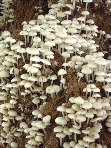 Champignons comestibles développés spontanément sur une termitière à Lubumbashi, RD Congo