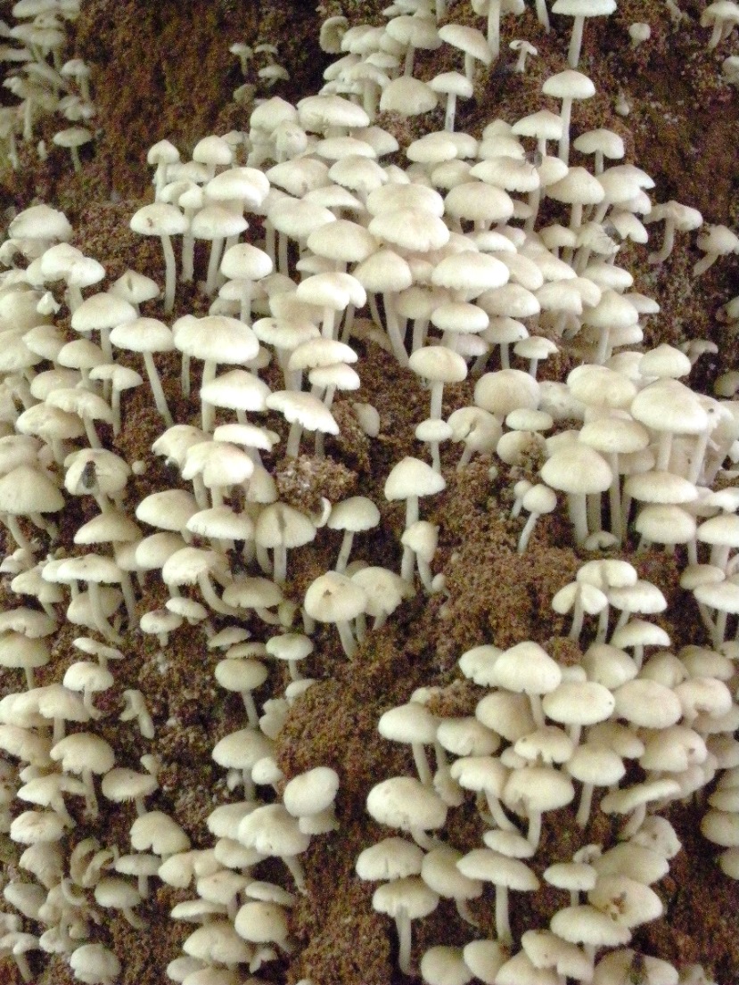 Champignons comestibles développés spontanément sur une termitière à Lubumbashi, RD Congo