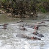 Hippopotames du Parc National de la Pendjari, Bénin