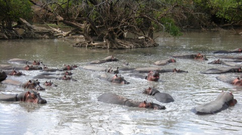 Hippopotames du Parc National de la Pendjari, Bénin