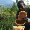 Apiculteur récoltant son miel au secteur sud du Parc National des Virunga, RD Congo