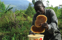 Apiculteur récoltant son miel au secteur sud du Parc National des Virunga, RD Congo