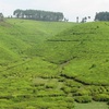 Plantation de théier à Rwegura (proche Parc National de la Kibira), Burundi