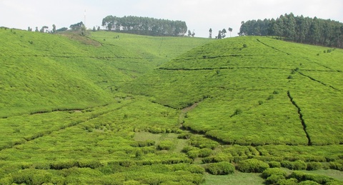 Plantation de théier à Rwegura (proche Parc National de la Kibira), Burundi