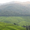 Plantation de théier à Rwegura (voisinage du Parc National de la Kibira), Burundi 