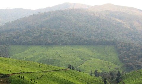 Plantation de théier à Rwegura (voisinage du Parc National de la Kibira), Burundi 