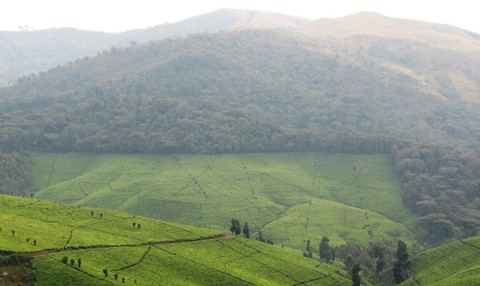 Plantation de théier à Rwegura (voisinage du Parc National de la Kibira), Burundi