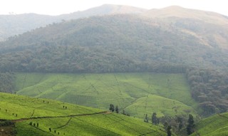 Plantation de théier à Rwegura (voisinage du Parc National de la Kibira), Burundi 