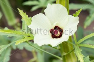 Abelmoschus esculentus