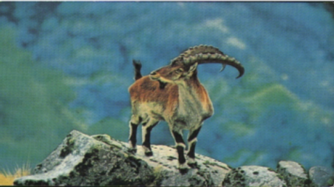 Walia Ibex