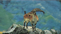Walia Ibex
