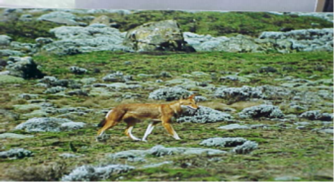 Red Fox or Semen Fox