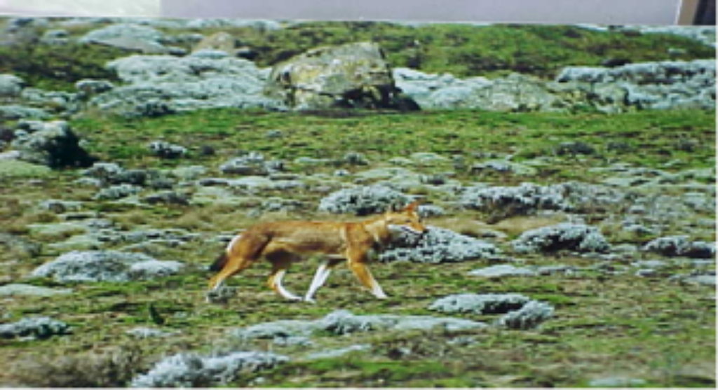 Red Fox or Semen Fox