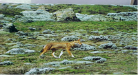 Red Fox or Semen Fox