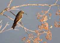 _DSC6951b.jpg