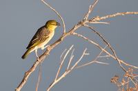 _DSC6968b.jpg