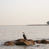 IMG_3696 - copy.jpg