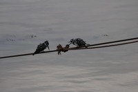 IMG_3923.JPG