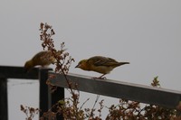 IMG_3940.JPG