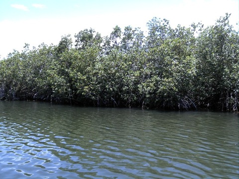 Mangroves forest 