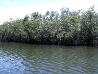 Mangroves forest 