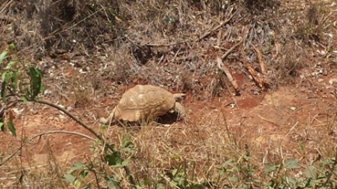 Tortoise