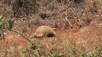 Tortoise