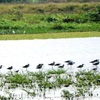 Black-winged Stilts 