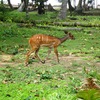 A  Bushbuck at Ankobra beach