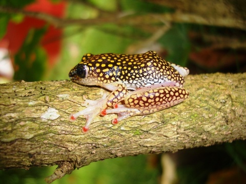 A Tree frog at Ankobra Beach