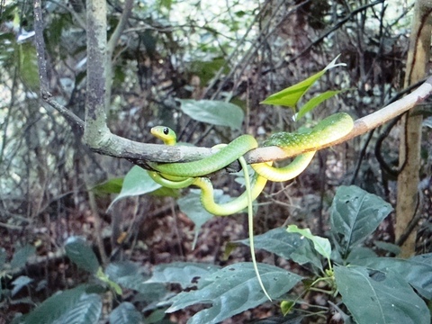 Green tree snake 