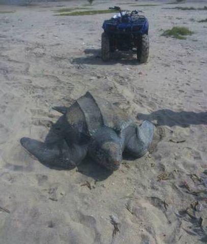 Rescue of a stranded Leather back turtle