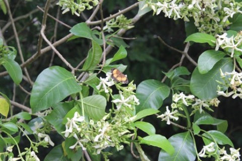 Sample of Ghanaian fauna