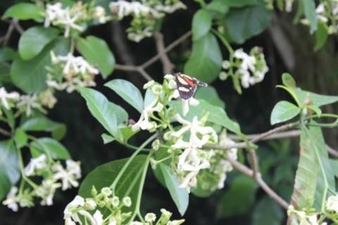 Sample of Ghanaian fauna