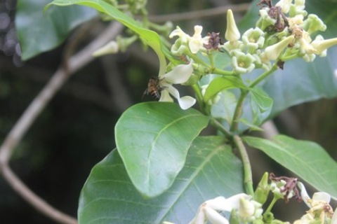Sample of Ghanaian fauna