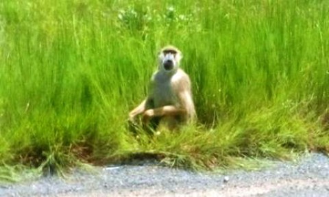Samples of Ghanaian Fauna