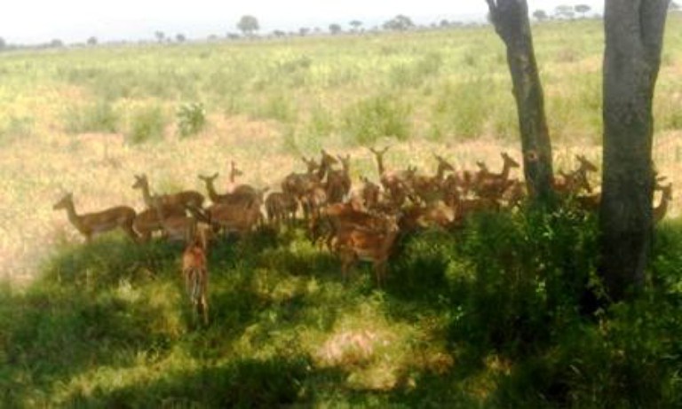Samples of Ghanaian Fauna