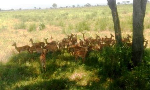 Samples of Ghanaian Fauna